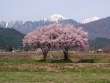 常念道祖神の桜