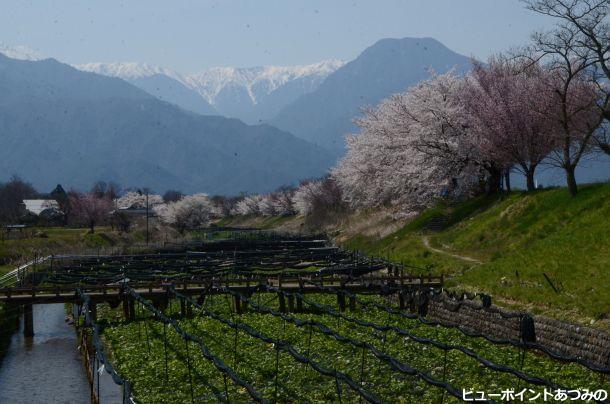 ワサビ田と桜並木