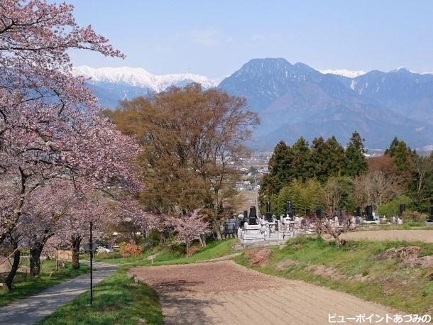 桜並木と有明山