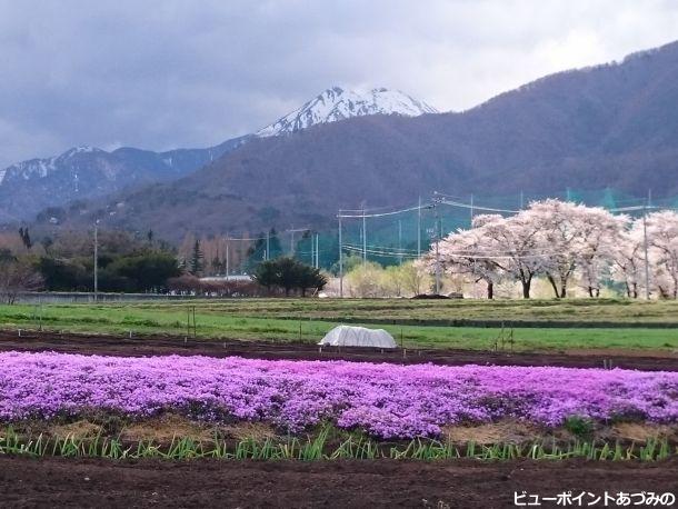 芝桜と桜と常念