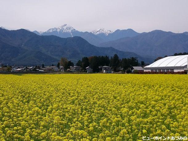 菜の花と北アルプス