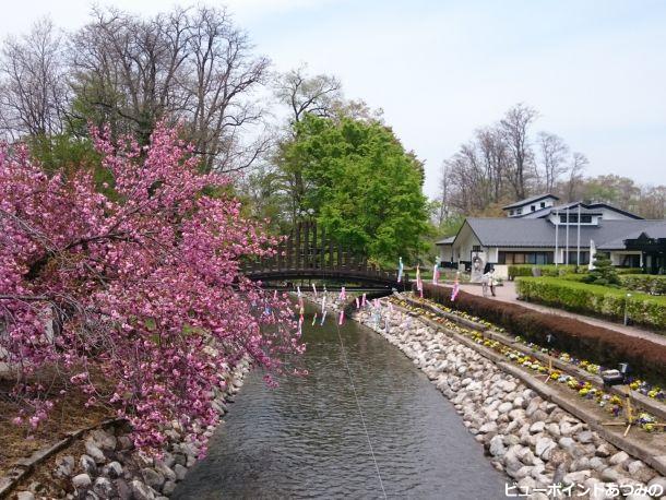 河畔の八重桜