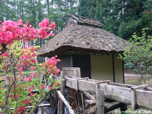 ツツジと水車小屋