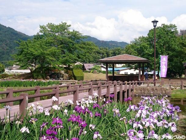 あやめ公園の花菖蒲