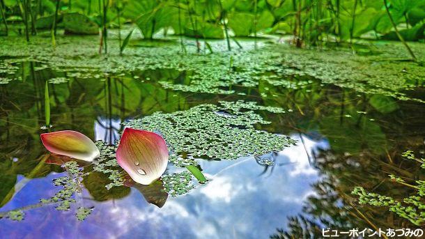 浮草とハスの花びら