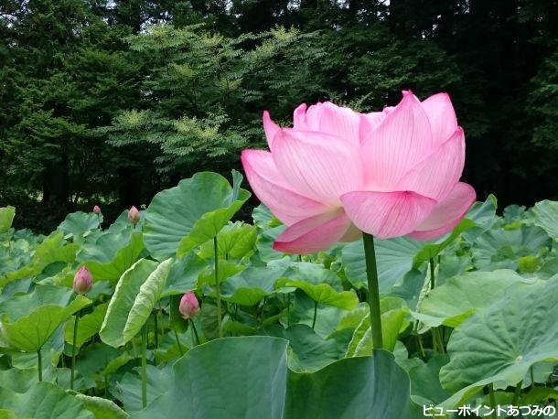 青原寺の蓮