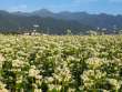 常念岳とそばの花