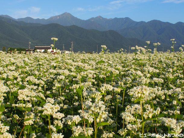 常念岳とそばの花