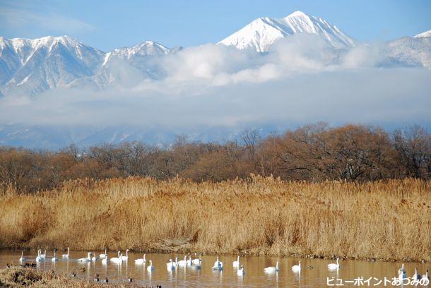 御宝田の白鳥