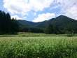 蕎麦畑と角蔵山