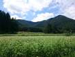 蕎麦畑と角蔵山
