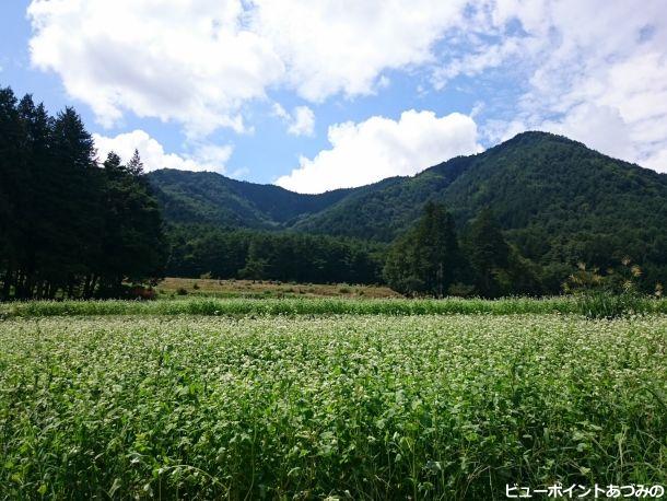 蕎麦畑と角蔵山