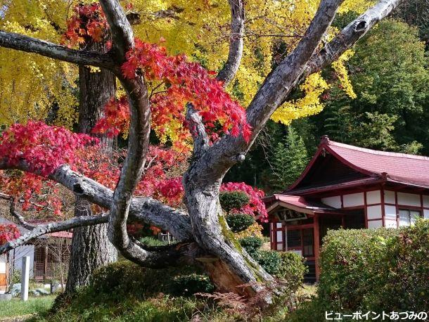 紅と黄の競演