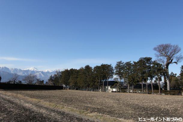 屋敷林の彼方に