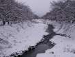 雪の黒沢川