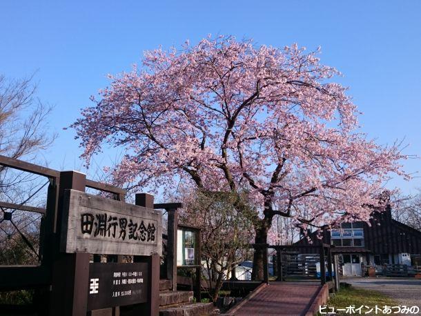 青空と百楽桜