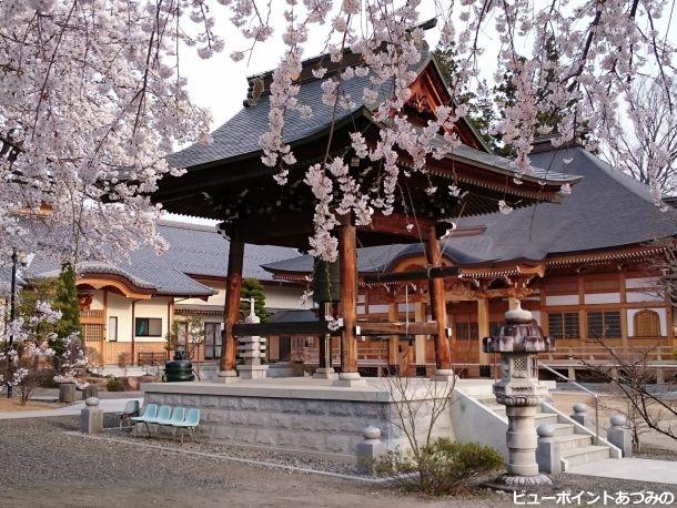 宗徳寺の枝垂桜