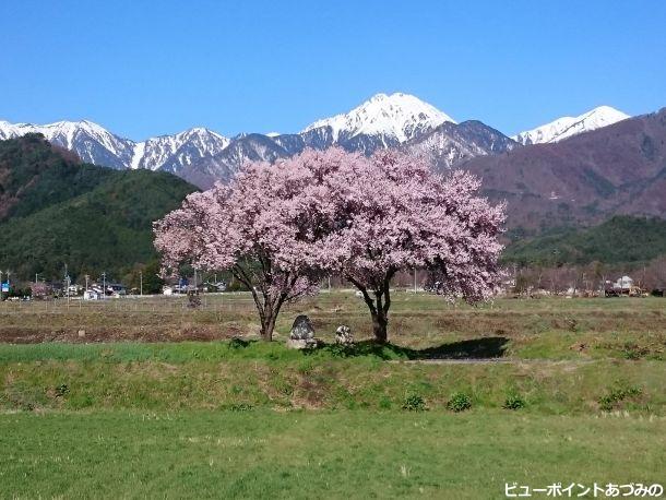 寄り添う桜