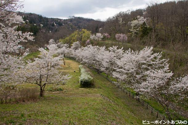 隠れたお花見スポット