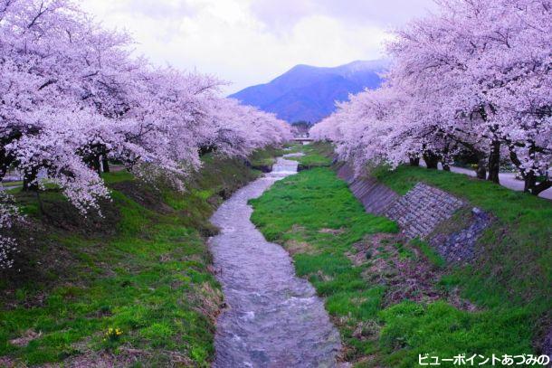 黒沢川の桜