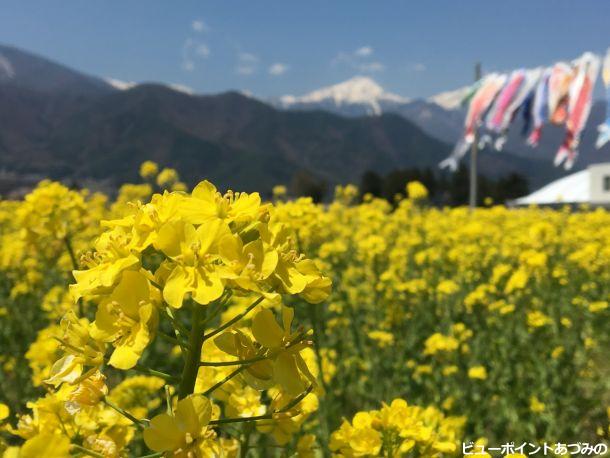 菜の花と常念岳