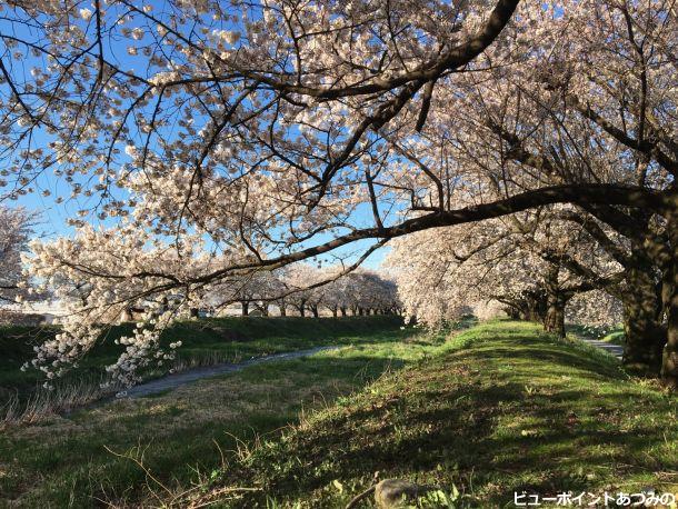 黒沢川の桜並木