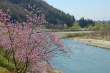 春色の犀川