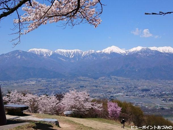 北アルプスと桜