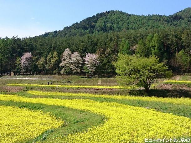 段々畑の菜の花