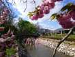 八重桜と鯉のぼり