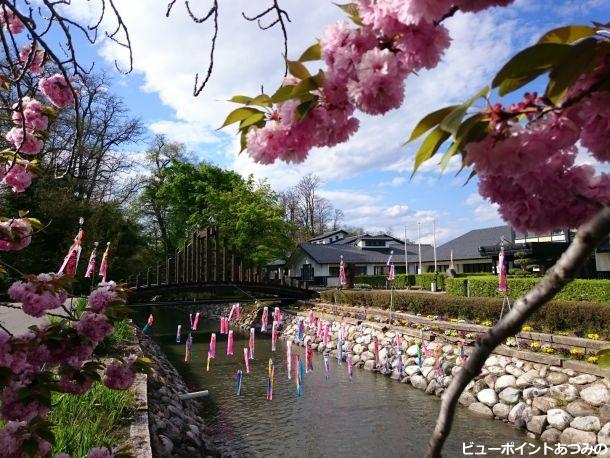 八重桜と鯉のぼり