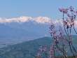 後立山連峰と桐の花