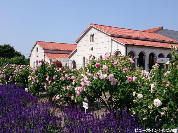 近代美術館の薔薇