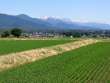 田園と後立山連峰