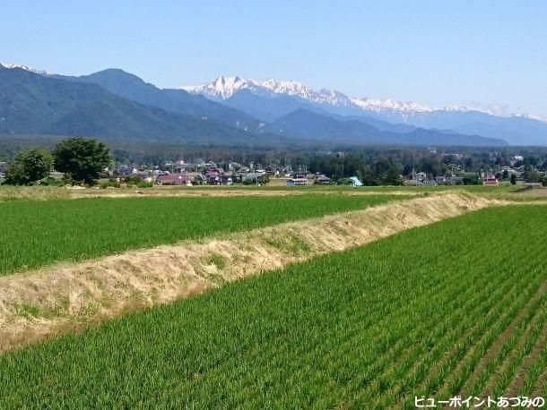 田園と後立山連峰