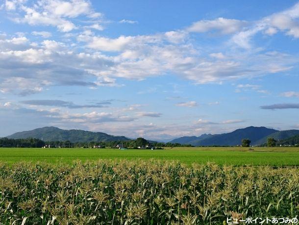 玉蜀黍畑と夏空