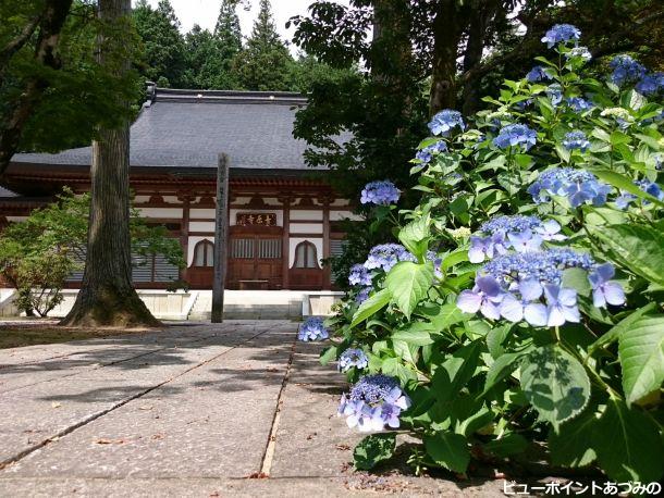 青原寺の紫陽花