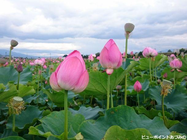 高家の蓮田