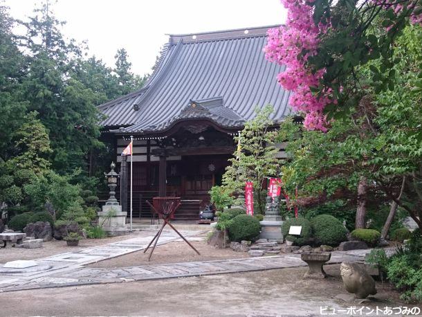 法蔵寺の百日紅