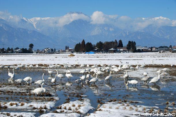 狐島の白鳥