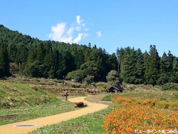 里山の黄花秋桜