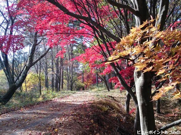 紅と黄に彩られ