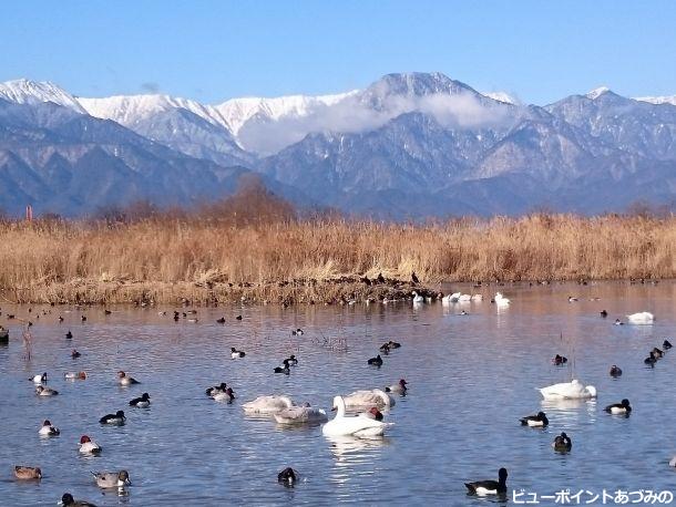 白鳥と信濃富士