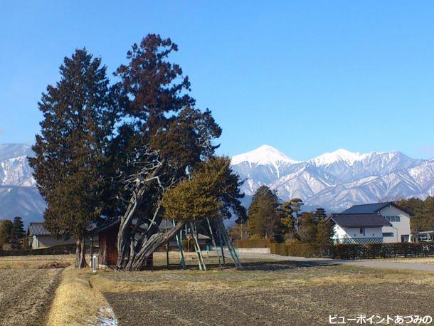 ビャクシンと常念岳