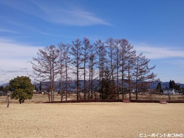 芝生と落葉樹