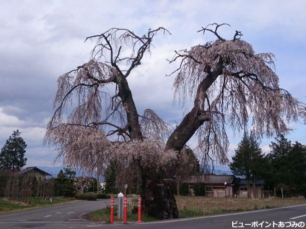 南小倉のシダレヒガン