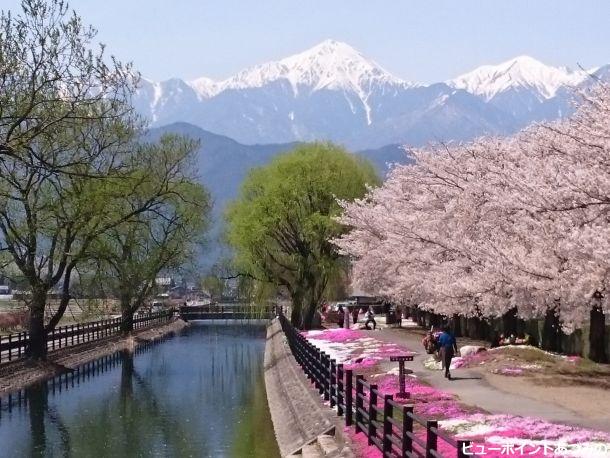 桜と拾ヶ堰と常念