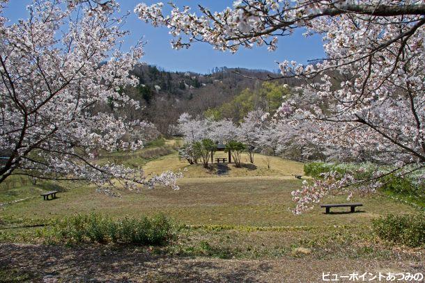 桜咲く砂防広場