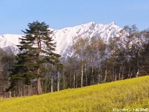 鹿島槍と菜の花