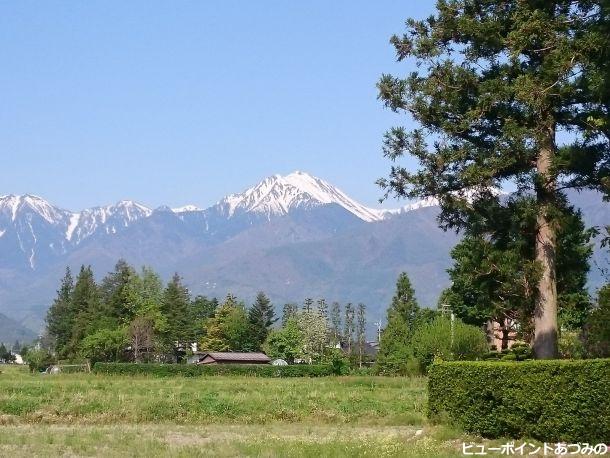 新緑の屋敷林と常念